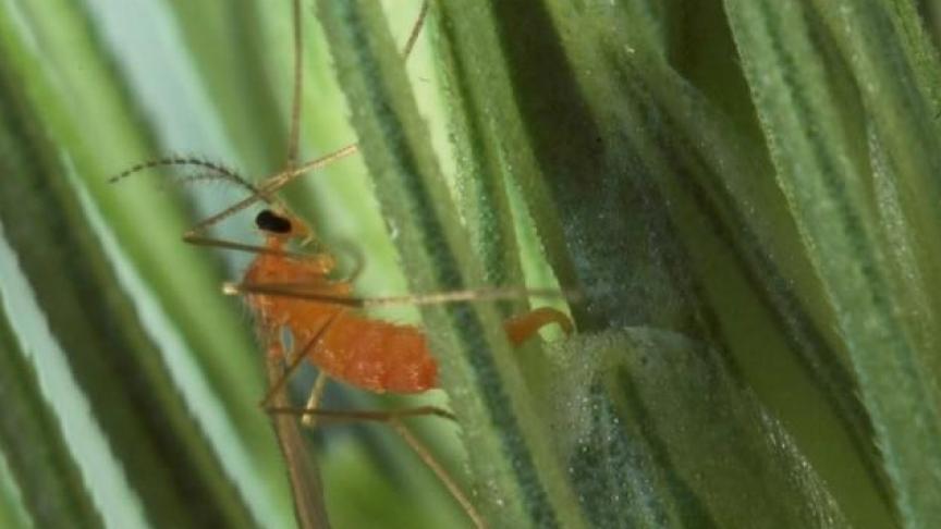 Si on ne connaît pas encore l’importance quantitative des émergences de cette année, le timing est malheureusement des plus dangereux car la plupart des froments atteindront le stade épiaison lorsque les cécidomyies feront leur apparition.