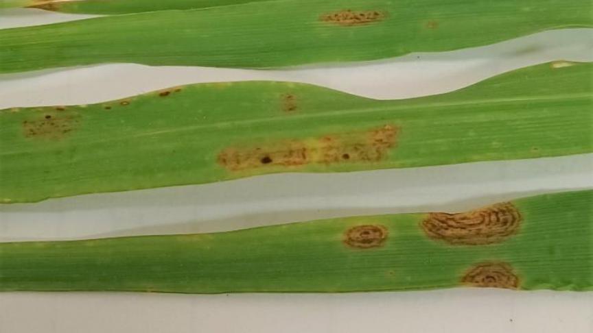 Taches physiologiques sur orge de printemps liées au stress climatique actuel. 16 mai 2022. Photo de A. Nysten.