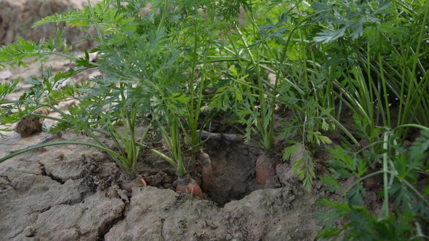 La carotte s’adjuge la position de troisième culture de légumes  de plein air la plus importante en termes de surface en Belgique.