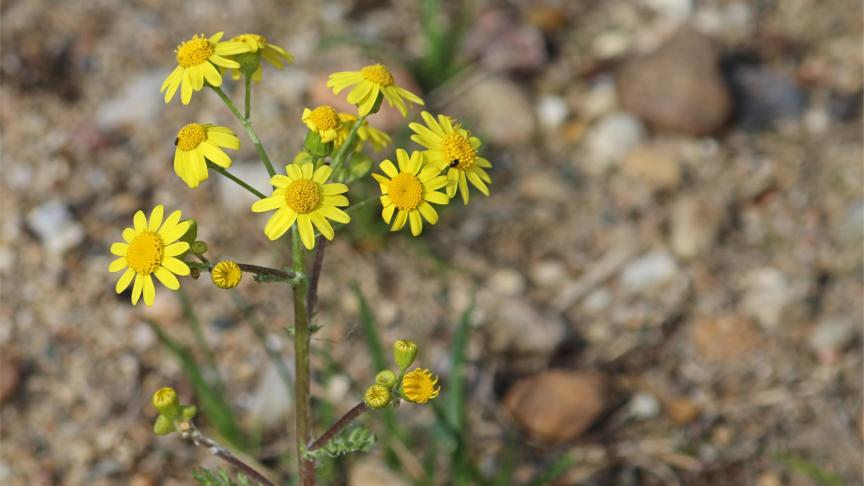 Si le séneçon de Jacob nourrit 35 espèces d’insectes butineurs, il s’avère toutefois toxique pour les chevaux et, dans une moindre mesure, pour les bovins.