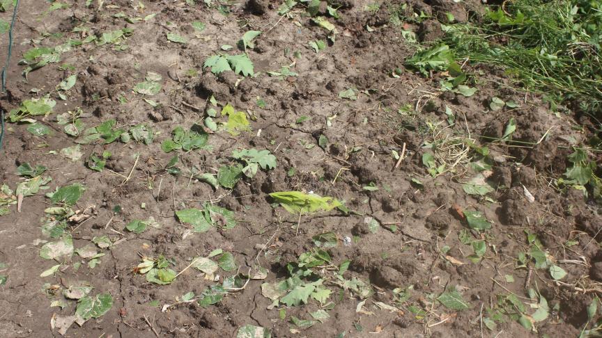 Quand le sol est à nouveau accessible, quand il est ressuyé, il faudra renouveler les semis et les plantations. Les matières végétales tombées au sol peuvent être ramassés ou laissés pour se décomposer sur place.
