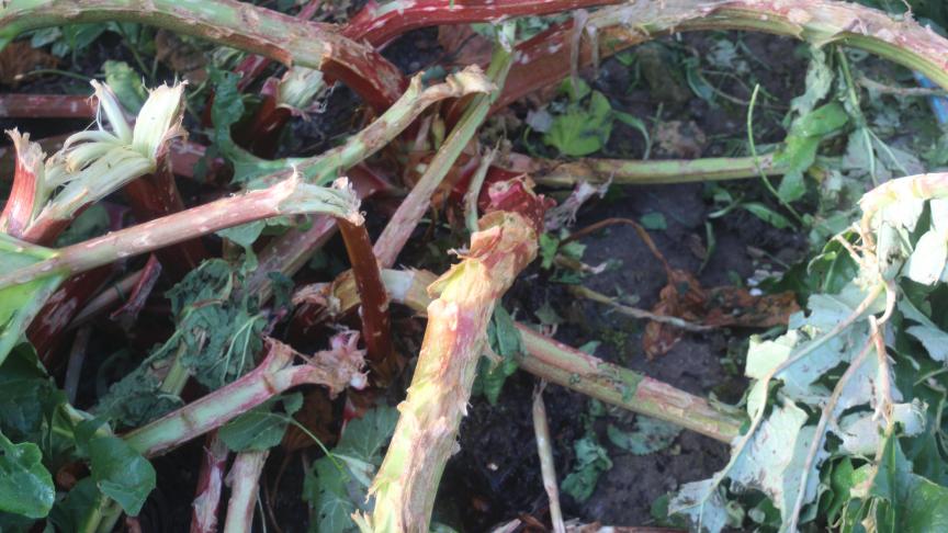 Les lésions sur les pétioles et sur les feuilles sont importantes. Le mieux:est de récolter l'ensemble et de préparer en confitures la partie utilisable. Le reste rejoindra  le tas de compost.