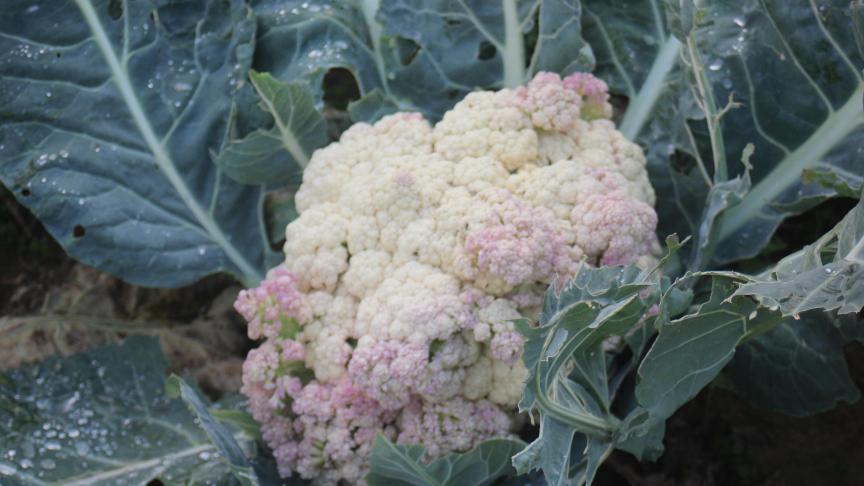 L’avantage de cette culture est de pouvoir être récoltée alors que l’assortiment n’est pas encore très large pour proposer une diversité de légumes en vente en circuit court.