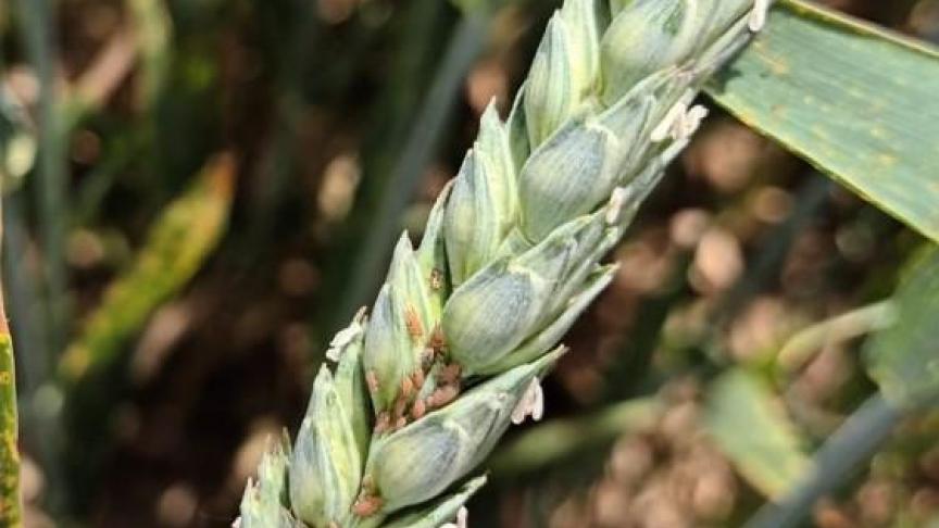 Pucerons sur épi de froment.