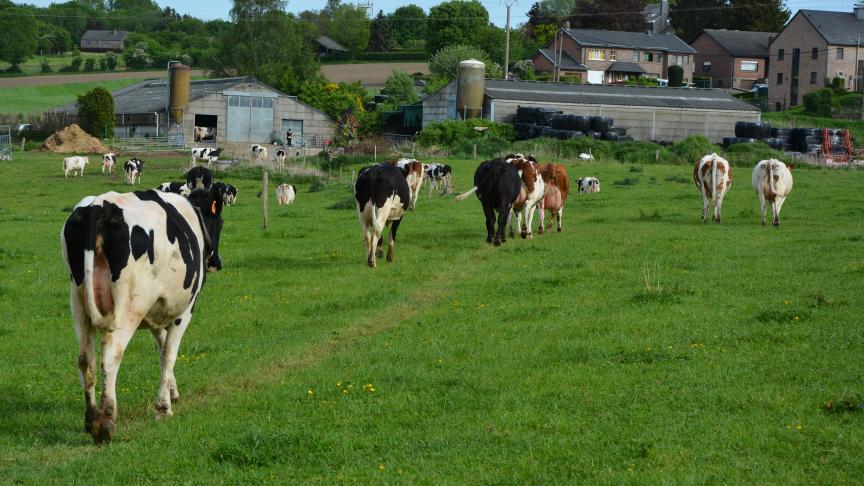 Contrairement à ce qui est observé dans la filière viandeuse, le nombre de vache laitière bio progresse une nouvelle fois,  bien que très légèrement (+1,5 % en 2021 contre + 10 % en 2020).