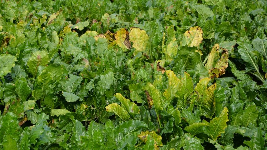 Dans les parcelles de betteraves sucrières, les pucerons peuvent transmettre  le virus de la jaunisse, qui n’est pas sans impact sur le rendement.