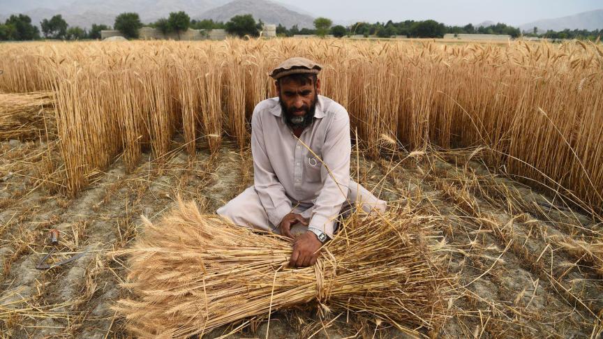 L’indice des prix des céréales a gagné 2,2% par rapport au mois précédent, sous l’effet d’une hausse des prix du blé, laquelle a été de 5,6% par rapport à avril.