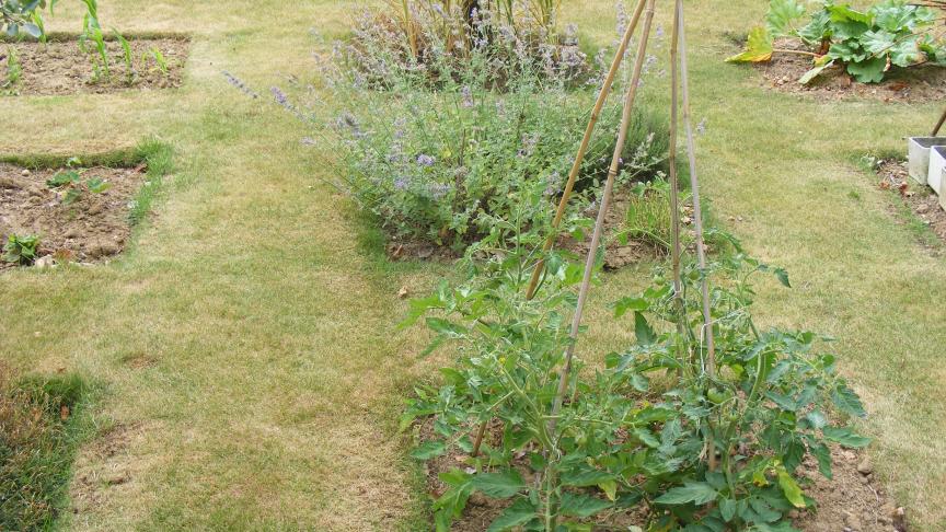 De petits carrés consacrés à la production de légume incorporés dans l'espace de la pelouse donnent un superbe effet décoratif et permet un accès facile à chaque pied de légume. Les bordures seront redressées une ou deux fois par an.