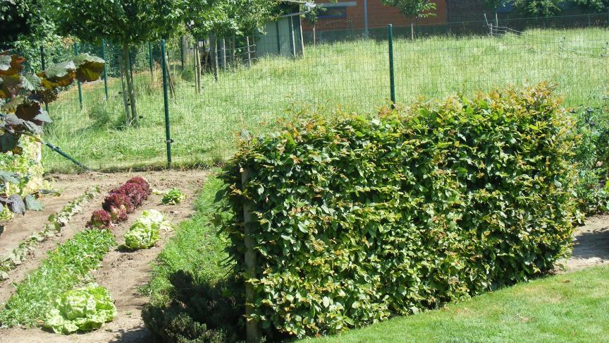 Un petit coin du jardin d'ornement peut aussi bien être valorisé en un potager qu'en un parterre uniquement fleuri.