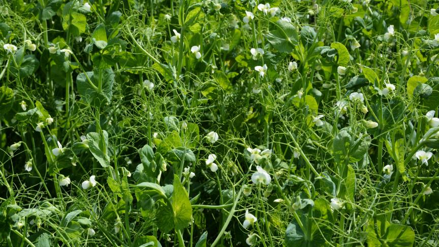 L’Europe accueille positivement le soutien couplé aux cultures de protéines végétales, mais invite néanmoins la Wallonie à revoir ses ambitions budgétaires à la hausse en vue d’atteindre une plus grande autonomie protéique.