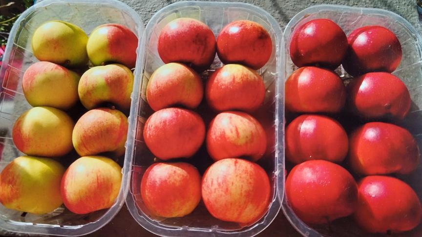 Dans les vergers, des fruits plus colorés se remarquent aisément lors de la récolte.  C’est notamment ce que l’on observe ici avec ‘Elstar’ (à gauche)  et ses mutants bicolores (au centre) et rouges (à droite).