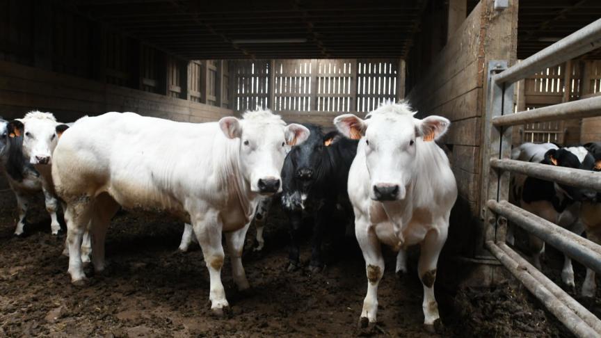 Une réduction des apports de concentrés jusqu’à 1,5 kg/vache/jour pendant 2 à 3 mois sur la seconde partie de l’hiver est possible. En pratique, cela correspond à une suppression de l’apport de concentrés pour les multipares.