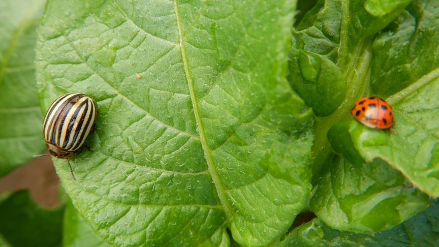 Il est absolument nécessaire d’utiliser des insecticides respectant les auxiliaires