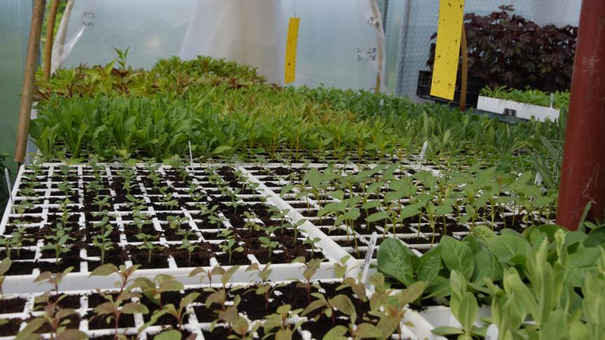 Annette aime voir grandir ses plantes et admirer les différents feuillages.