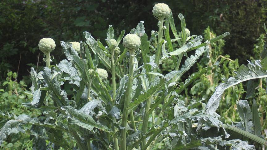 L'artichaut, à installer dans la partie décorative du jardin