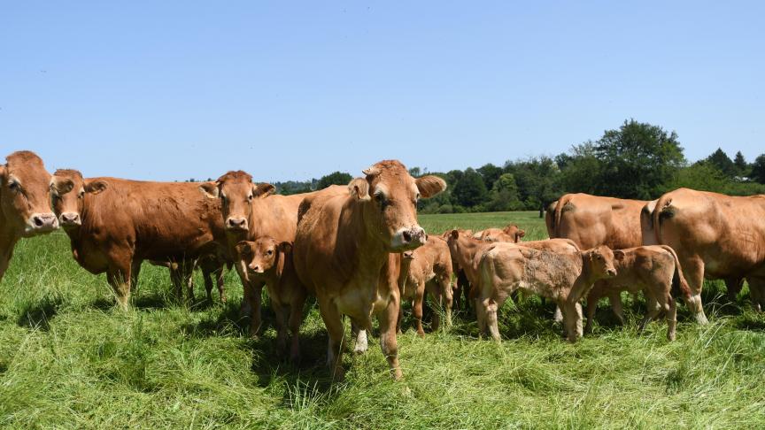 Contrairement aux prédictions épidémiologiques, la grande douve du foie  n’a pas été plus fréquente qu’en 2020.