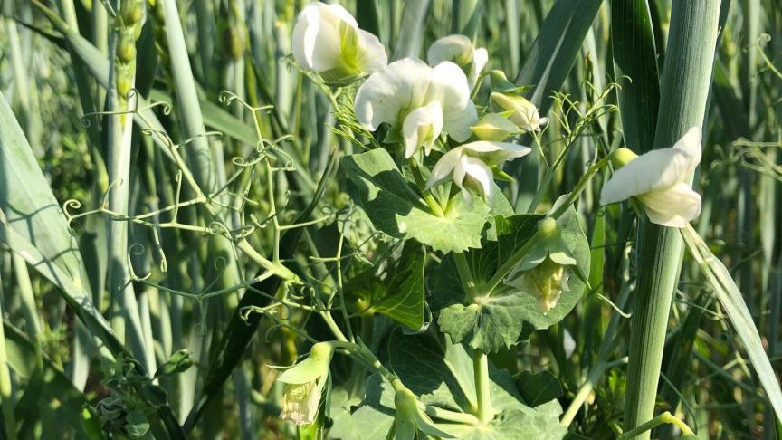 La mise en œuvre d’une stratégie de diversification peut, notamment, entraîner une amélioration de la productivité,  de la biodiversité et de la fourniture de différents services écosystémiques.