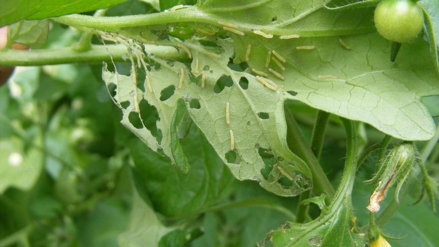 Après l'éclosion, il faut peu de temps à une forte colonie de larves pour provoquer des dégâts sur feuille. Ici, sur tomate de serre.