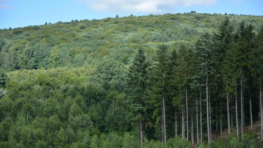 L’Office économique wallon du bois s’est vu confié une mission  en vue de développer la filière de transformation du feuillu.