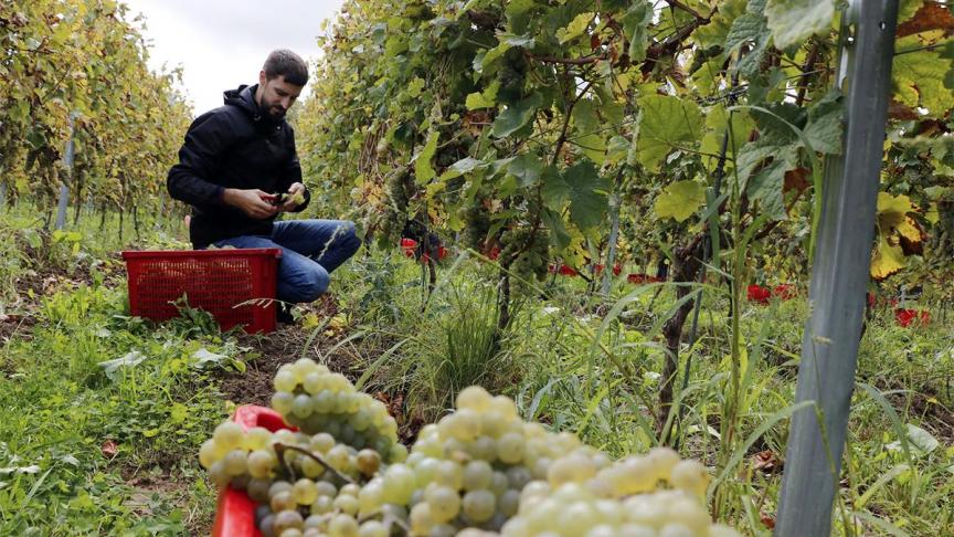 Vendanges au domaine de la Bouhouille à Blégny.