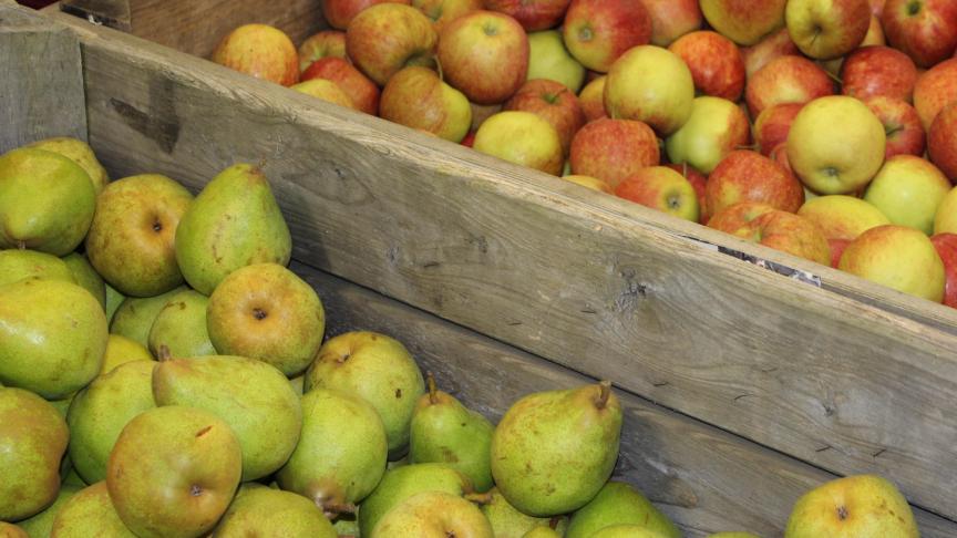 La récolte de pommes belge accuse un recul par rapport à l’année dernière,  contrairement aux poires qui voient leur production légèrement augmenter.