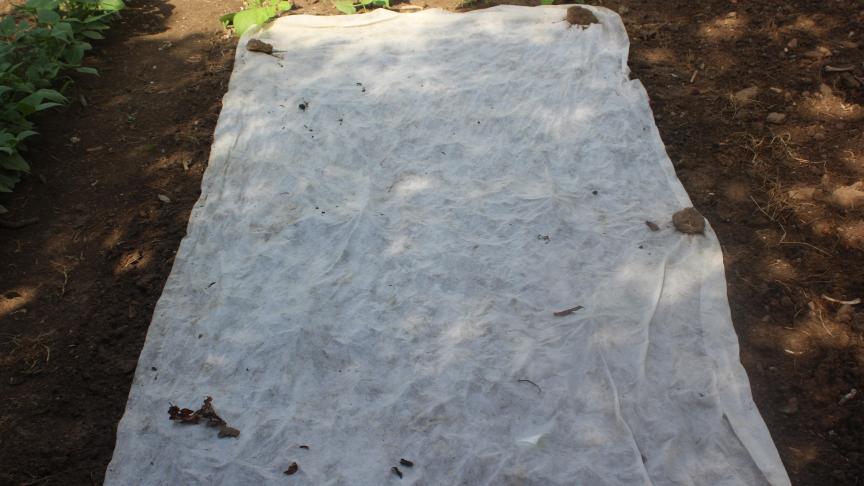 Le voile de semis est pratique et peut remplacer la traditionnelle toile de jute.  Elle a l'avantage de laisser passer la lumière et peut donc rester quelques jours après  la levée. Le voile est léger, nous le lestons pour qu'il ne soit pas emmené par le vent.