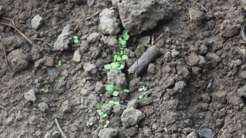 La levée a été constatée 3 jours après un semis du 1 er  août. Pour que la température  ne soit pas trop élevée, l'endroit choisi est partiellement ombré par des arbustes  et un léger arrosage se faisait sur le voile de semis, à l'eau froide, le matin.