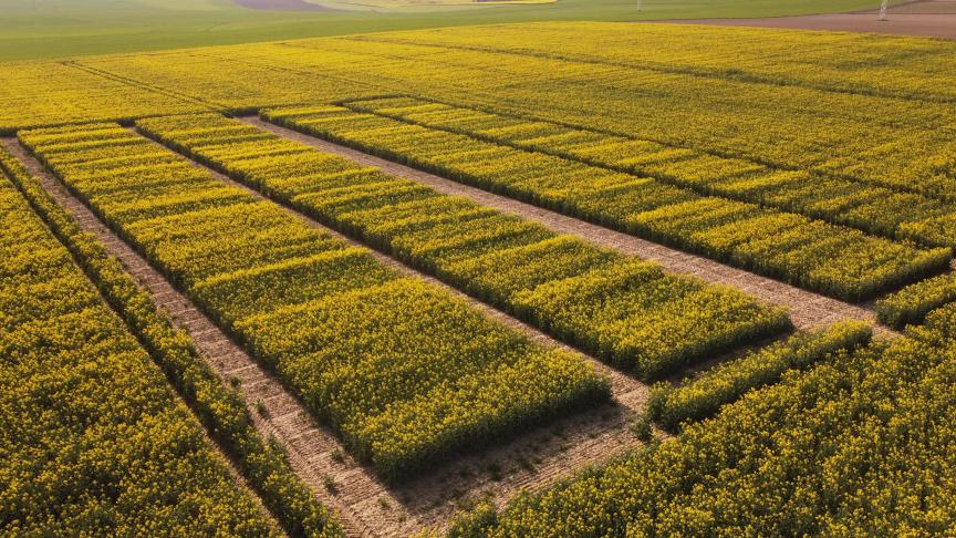 Vue de la plateforme de Dorinne où ont été mises à l’épreuve de nombreuses variétés de colza, dont certaines sont disponibles pour les semis à venir.