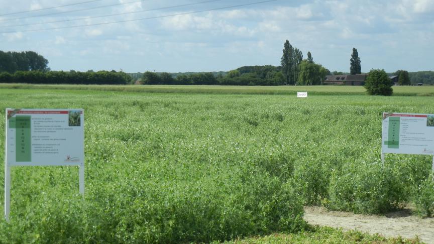« La création de nouvelles variétés, telles que Greenway, Batist et Captur,  nécessite près de dix ans de travail », rappelle le semencier.