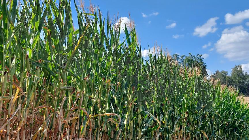 Pa rapport à l’année dernière, le maïs ensilage possède  entre trois et quatre semaines d’avance selon les situations.