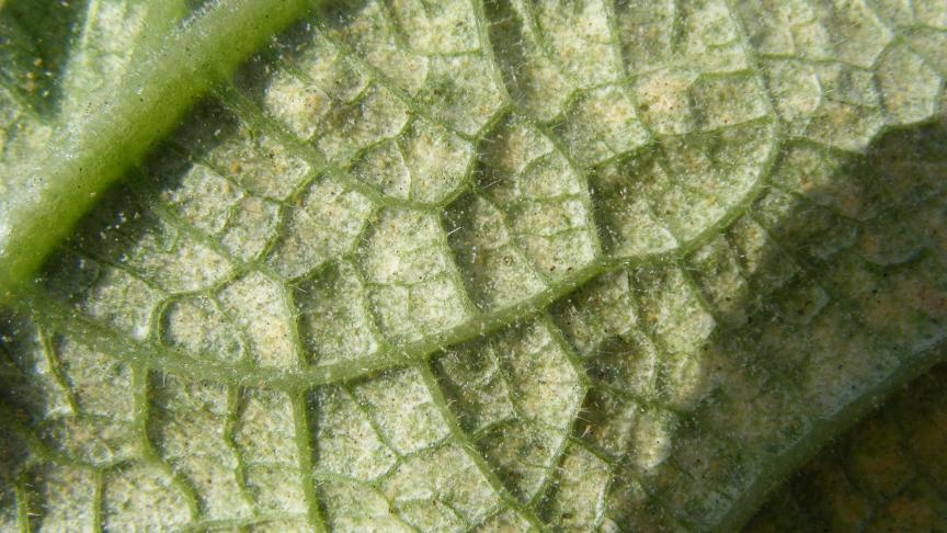 C'est en observant la face inférieure de la plante que nous pouvons détecter, à la loupe ou à l'œil nu, la présence d'acariens.