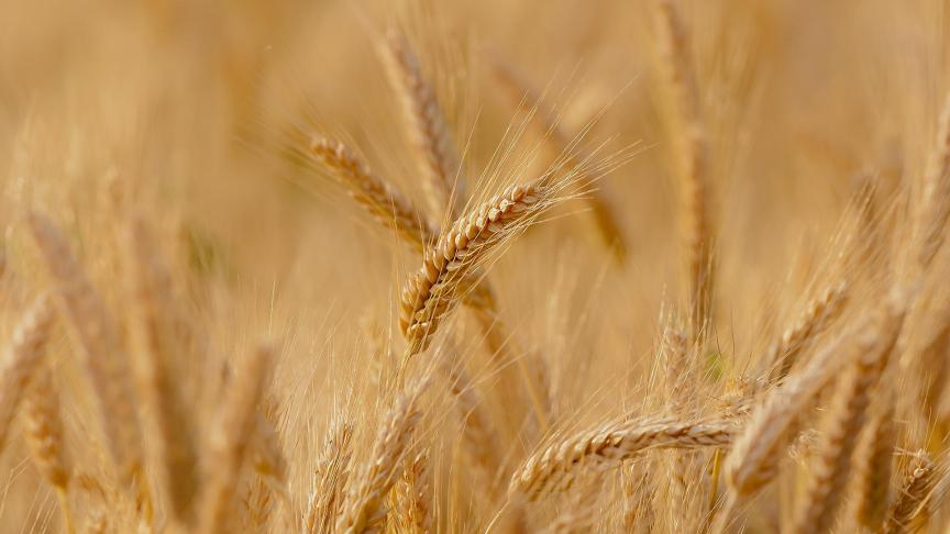wheat-ge62c9ecaf_1920
