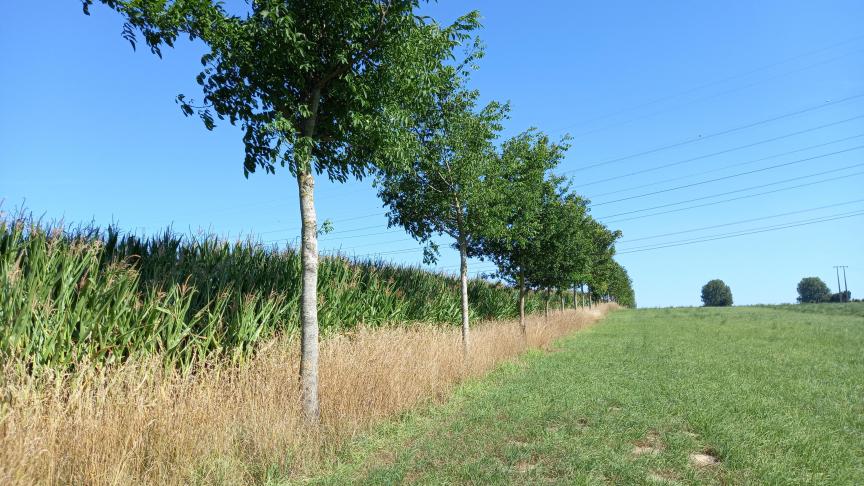 L’élagage annuel des arbres implantés en ligne en bordure de champs est indispensable  pour limiter la concurrence au niveau de la culture. Dans cette parcelle cultivée,  elle est limitée à trois rangs de maïs.