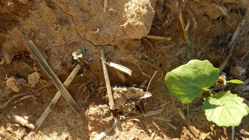 Colza à 2 feuilles et colza au stade cotylédons, levée décalée en fonction de l'humidité du lit de germination.