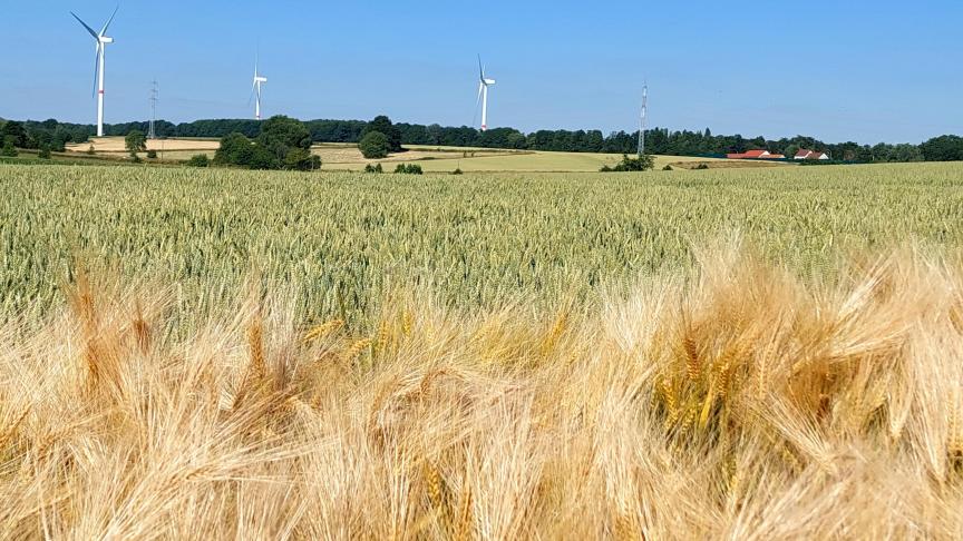 Les vagues de chaleur successives ont assuré une maturation rapide des épis, ce qui a permis d'obtenir des conditions de récolte excellentes et précoces.