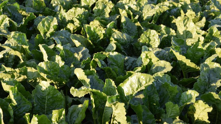 Depuis de nombreuses années, des nouvelles techniques sont développées  en culture betteravière pour la rendre plus durable environnementalement tout  en maintenant la durabilité économique pour les agriculteurs et sucreries.