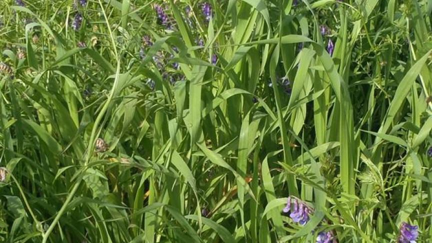 Mélange d’avoine brésilienne et de vesce.