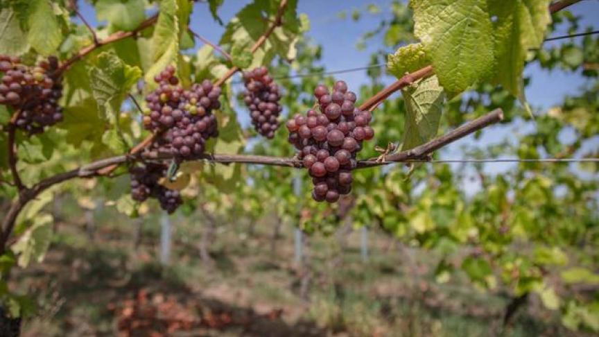 Le soleil à cette fois gorgé les grappes de Chardonnay, de Pinot Gris, de Régent et de Sieger.