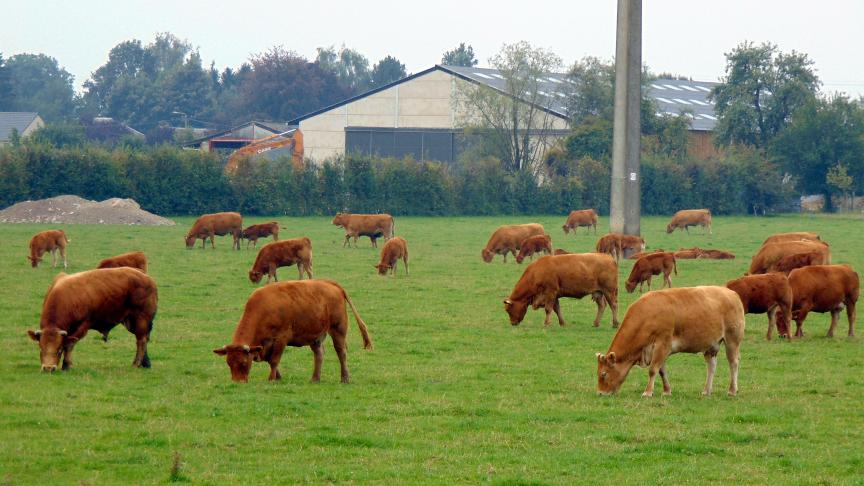 Après avoir puisé dans leurs stocks pour l’hiver, certains agriculteurs se sont retrouvés à court de nourriture pour les animaux, d’autres ont dû en vendre certains pour conserver assez de fourrages pour poursuivre leur activité.