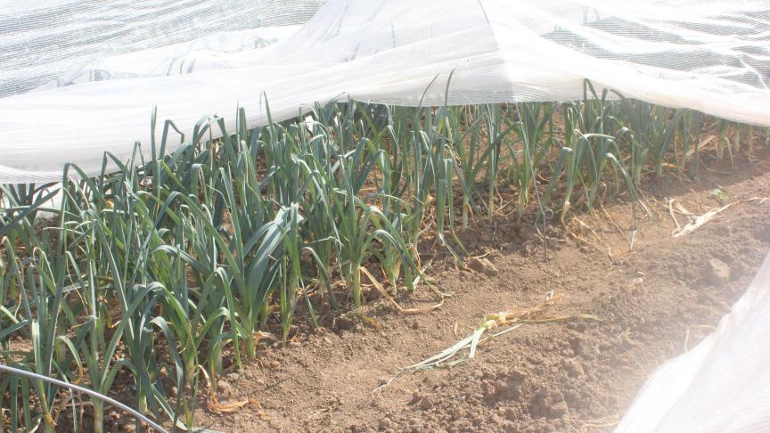 La baisse des températures est un signal fort pour la reprise des vols de la mouche mineuse Phytomyza gymnostoma. Nous devons rester vigilant tant la situation est contrastée selon les régions.