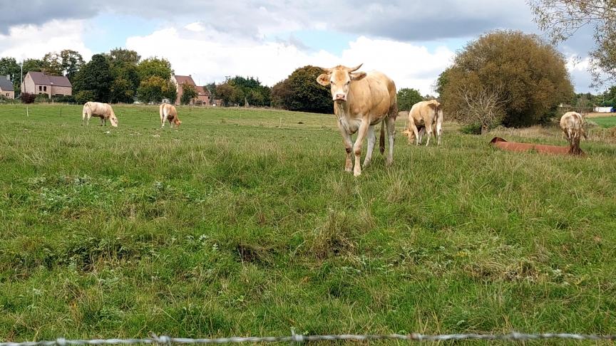 Les factures du secteur «Bovins» seront envoyées le 28 octobre 2022.