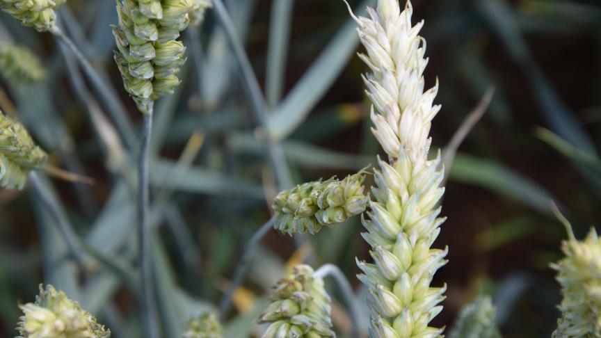 Les symptômes de fusariose de l’épi repérés au champ étaient principalement dus à la présence de Microdochium spp. Cependant, Microdochium spp. faisant partie des pathogènes responsables de la fonte des semis, il est tout de même conseillé de ne pas négliger son traitement de semences.