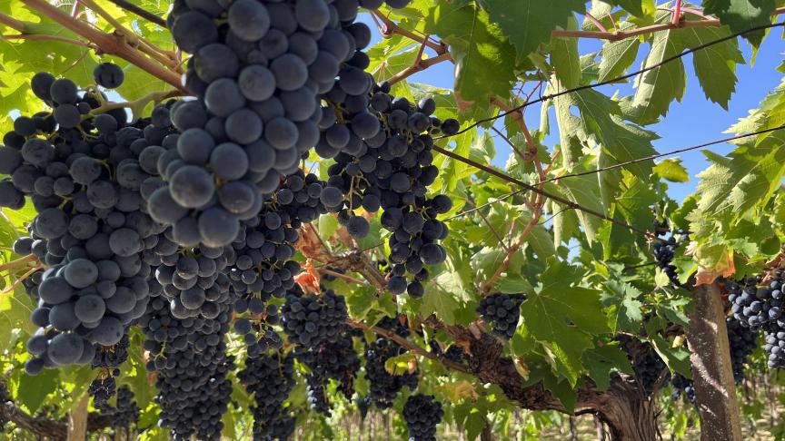 Le Montepulciano est l’un des 10 cépages les plus utilisés dans la Botte.