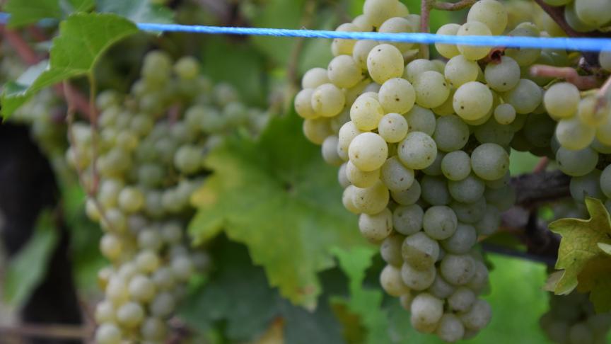 «Sans être abondante, la récolte 2022 a été largement « sauvée» grâce aux efforts des vignerons.»