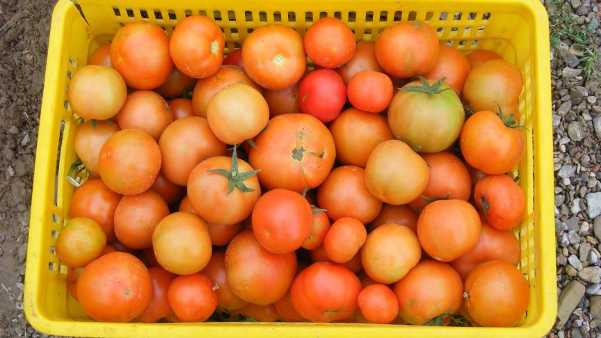 Les légumes sont pré-triés et propres avant d'entrer en stockage.