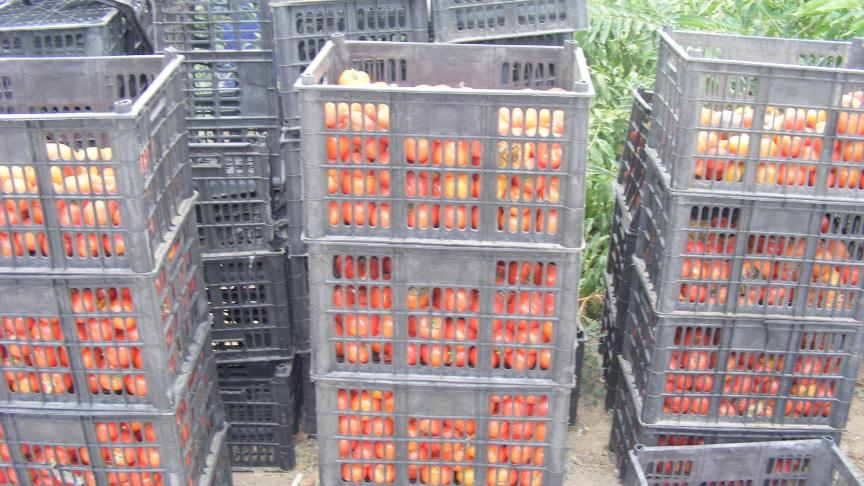 Les caisses de la ferme permettent de ramener les légumes jusqu'à la chambre froide. Elles ne sont pas nécessairement normalisées.