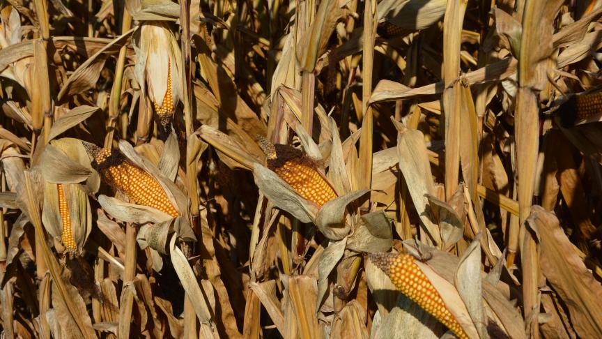Les variétés précoces atteignent, pour les parcelles encore en place, en moyenne 25,5 % d’humidité.