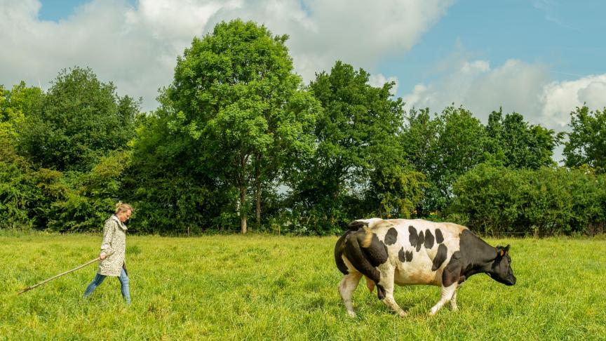 Le projet de Loi devrait permettre à au moins 17.326 « conjoints aidants » d’indépendants (dont 88% sont des femmes) de pouvoir accéder à la pension minimum.