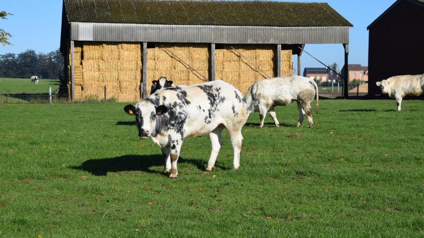 Si l’on envisage l’allongement de la période de pâturage, la distribution de fourrages  complémentaires est quasiment indispensable pendant cette période. La distribution  au râtelier et le bale-grazing, qui consiste à organiser le pâturage hivernal  avec distribution d’enrubannage, sont deux autres pistes de solution.