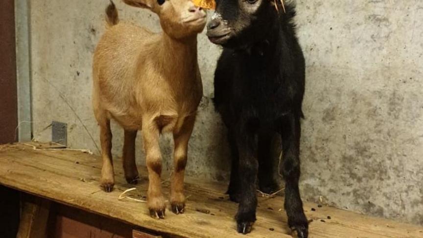 Les chèvres naines sont prédisposées à développer des calculs rénaux tant elles ont un canal urinaire plus étroits.
